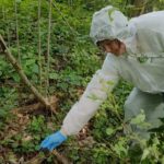 В Дмитровском округе ветеринары закладывают в лесах вакцины от бешенства для диких животных