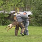<strong>В Дмитрове прошли региональные соревнования кинологов</strong>