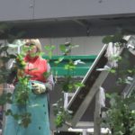 В тепличном комплексе «Подосинки»