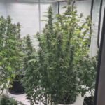 В Дмитрове полицейские задержали местного жителя, который в доме вместо комнатных растений выращивал коноплю