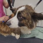 Дмитровская ветеринарная станция теперь оказывает услуги груминга